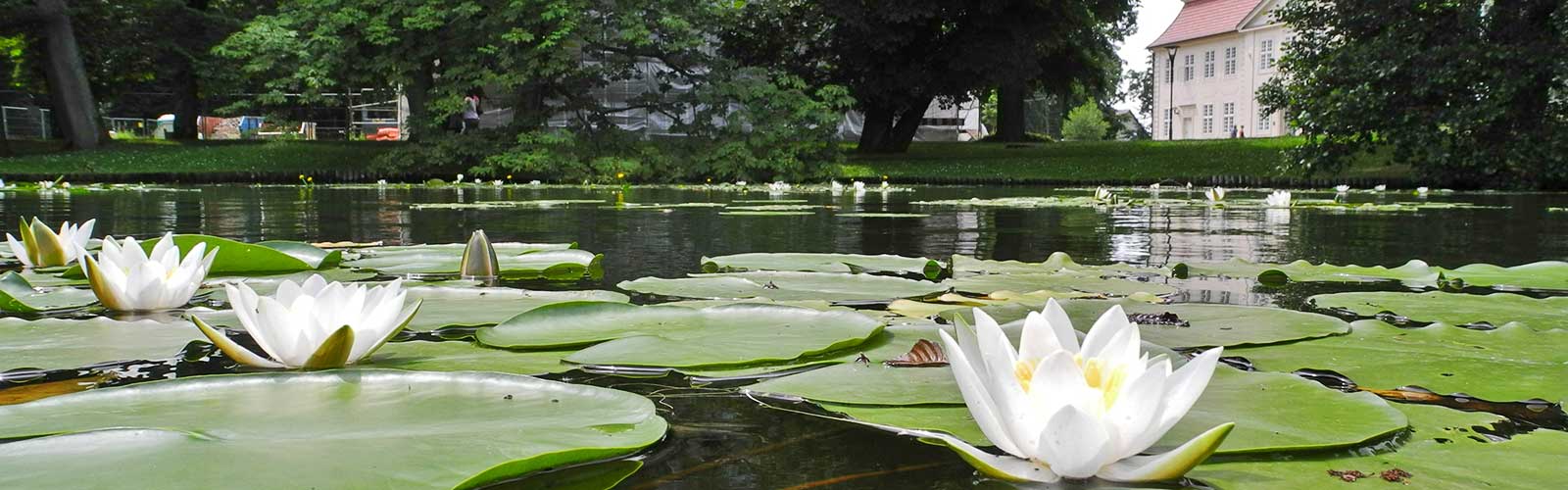 Seerosen am Schloss Mirow vom Wasser aus